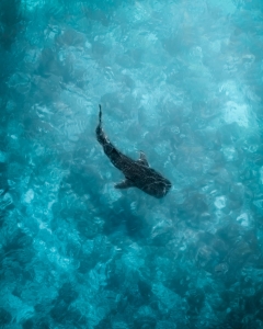 Shark swimming in clear waters.