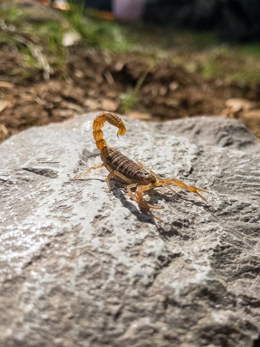 scorpion