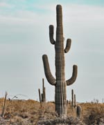 Cactus