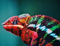 chameleon