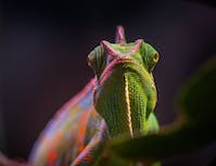 chameleon